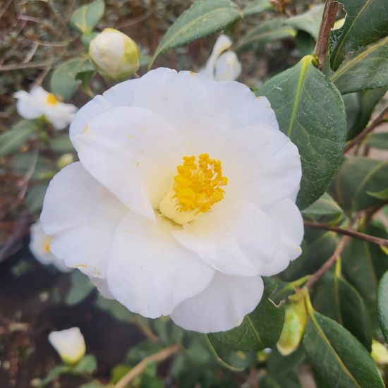 Plantes à terre de bruyère