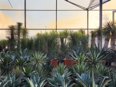 Agaves