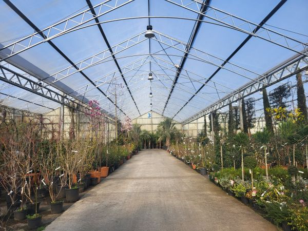 Gamme de végétaux cultivés en serre et en plein air à La Mézière en Ille et Vilaine