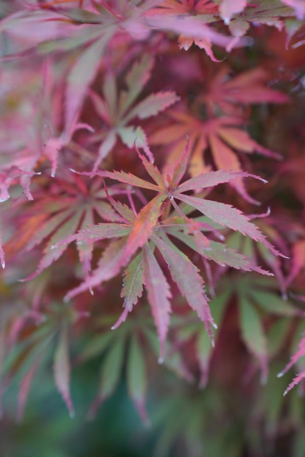 Plante à terre de bruyère - Acer palmatum