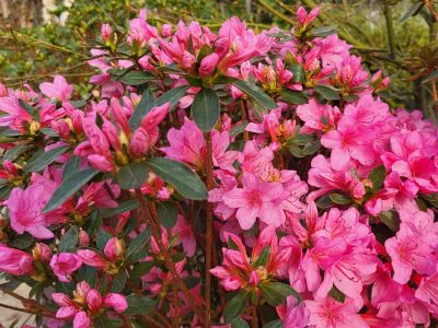 Azalea japonica