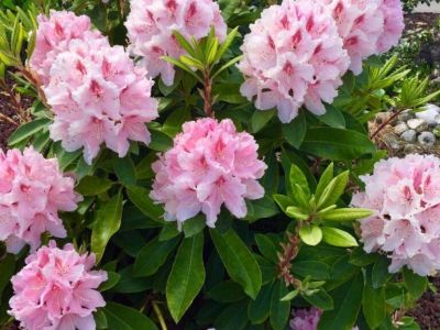 Rhododendron