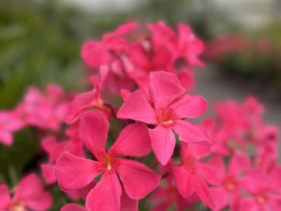 Nerium Oleander