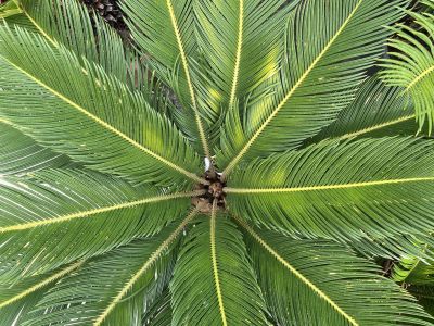 Cycas revoluta