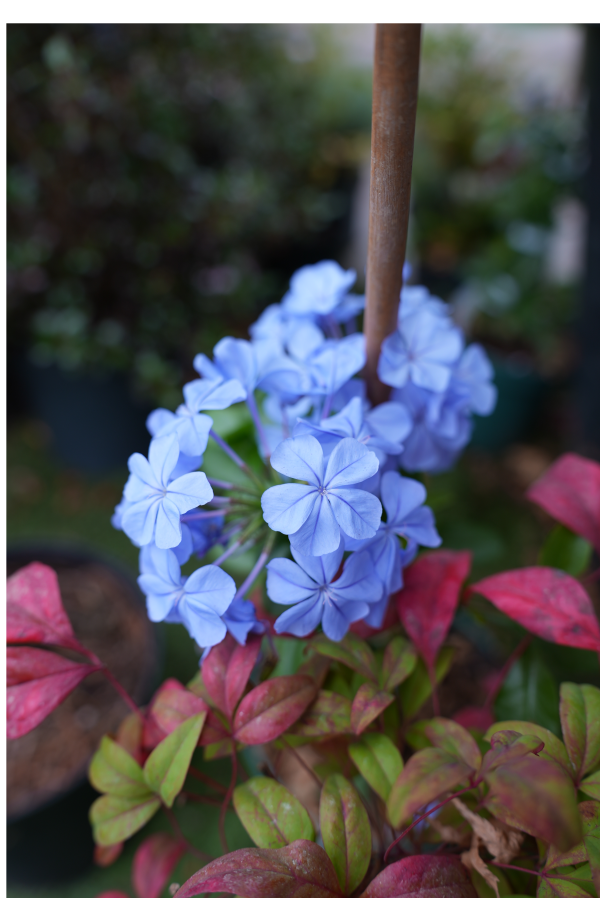 Plante grimpante - Plumbago