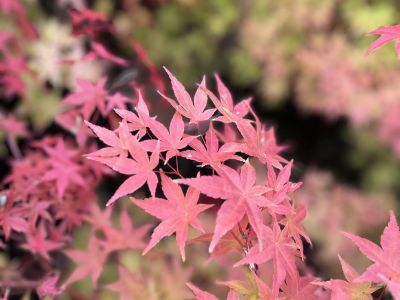 Acer palmatum