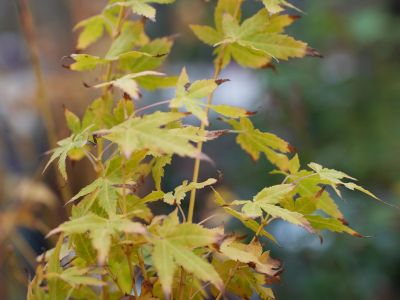 Acer palmatum