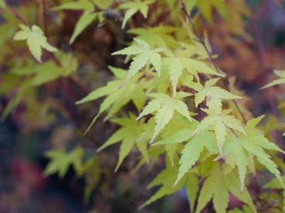 Acer palmatum