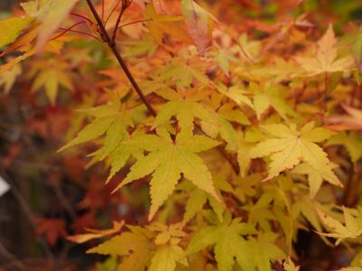 Acer palmatum