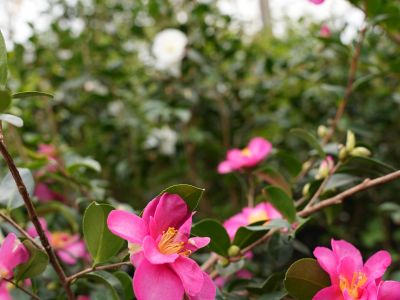 Camelia sasanqua