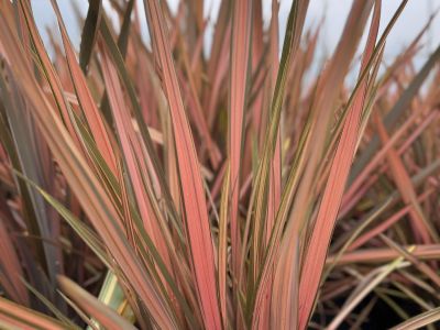 Phormium