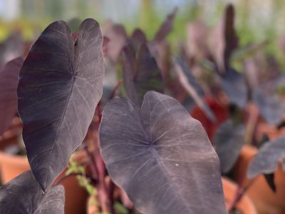 Colocasia